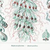 Poster about siphonophore plankton, based on an old lithograph
