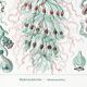 Poster about siphonophore plankton, based on an old lithograph