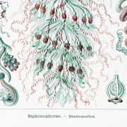 Affiche sur les planctons siphonophores, d’après une lithographie ancienne