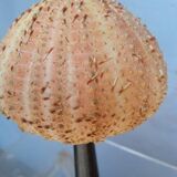 Sea urchin cabinet of curiosities on base