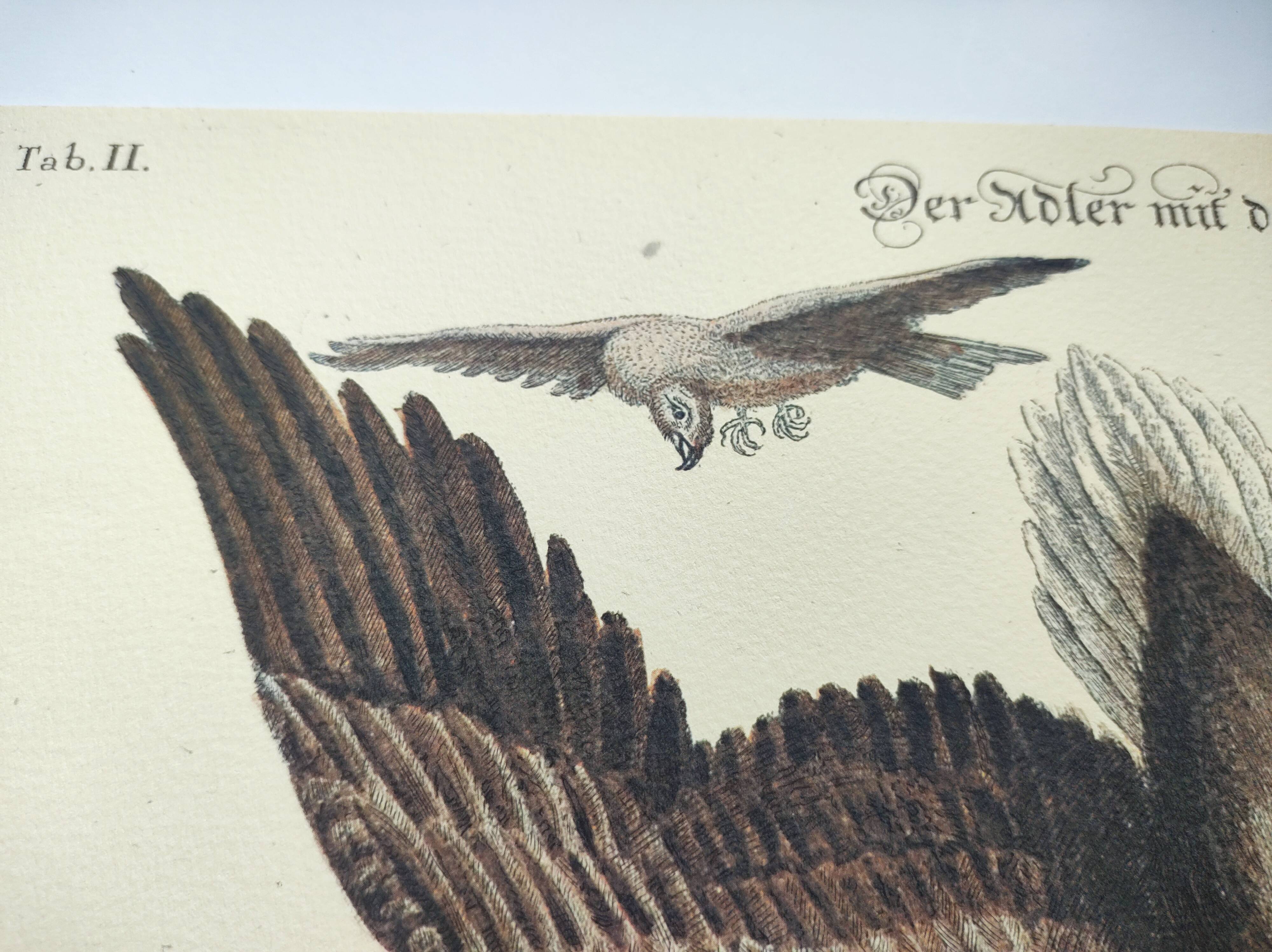 Antique bird engraving - Eagle - Vintage natural plate by Seligmann