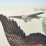 Antique bird engraving - Eagle - Vintage natural plate by Seligmann