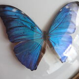 Papillon naturalisé morpho encadré dans un cadre rond bombé