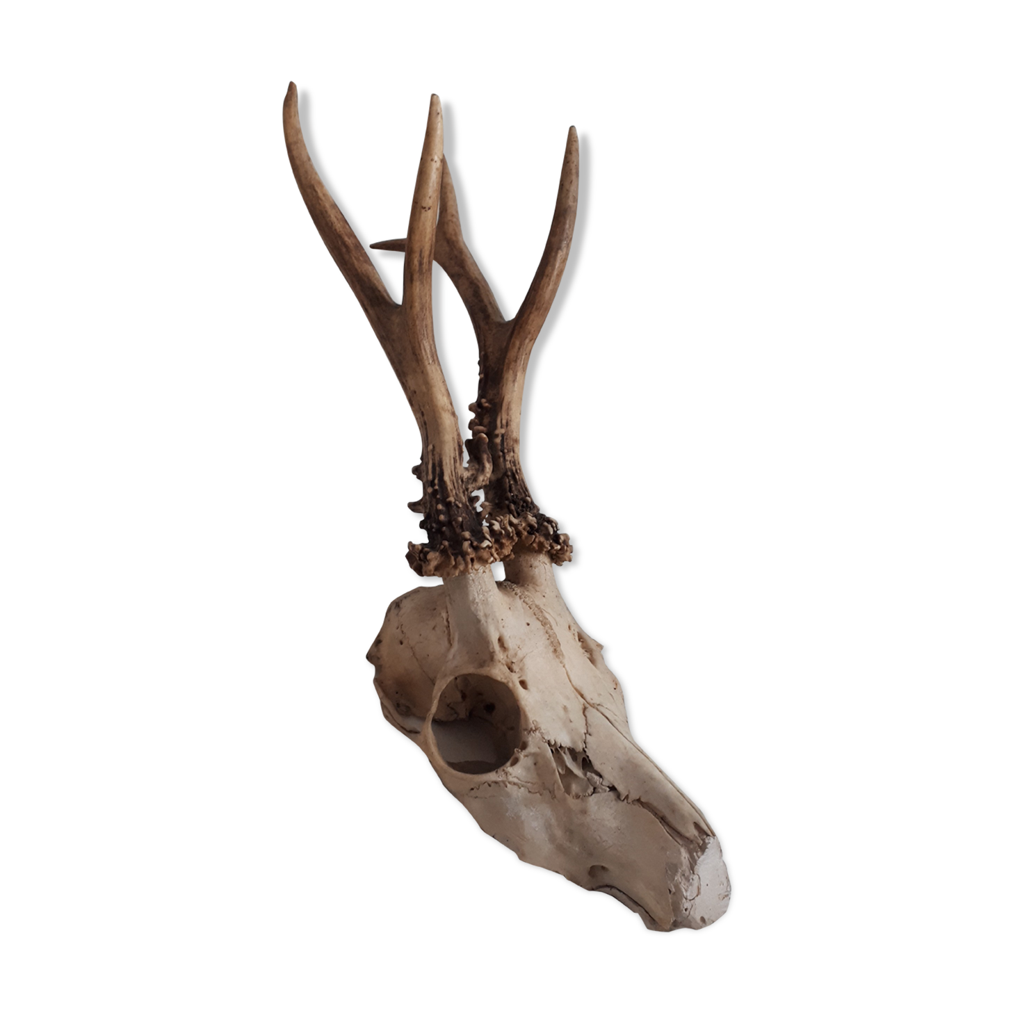 Deer trophy