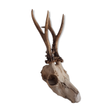 Deer trophy
