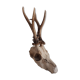 Deer trophy