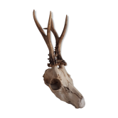 Deer trophy