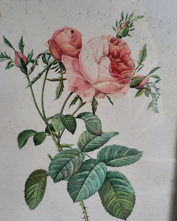 PJ Redouté - illustration botanique - Rosier à cent feuilles, Imp de R