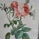PJ Redouté - illustration botanique - Rosier à cent feuilles, Imp de R