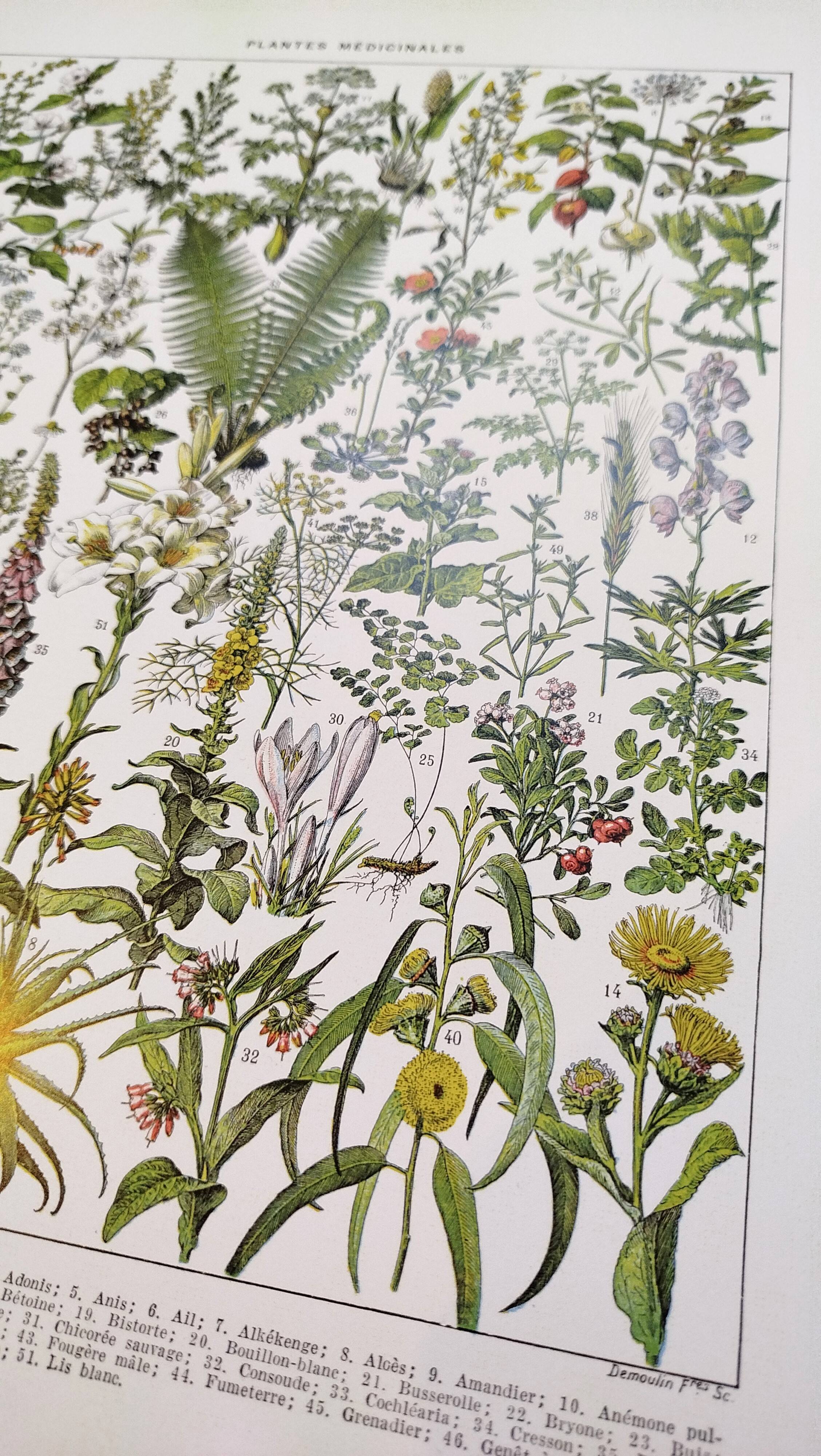 Affiche sur les plantes médicinales "absinthe", d'après une lithographie de 1928