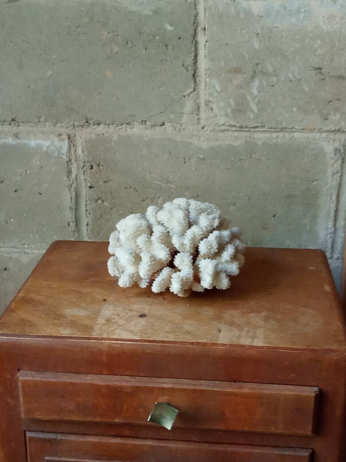 Ancient white coral