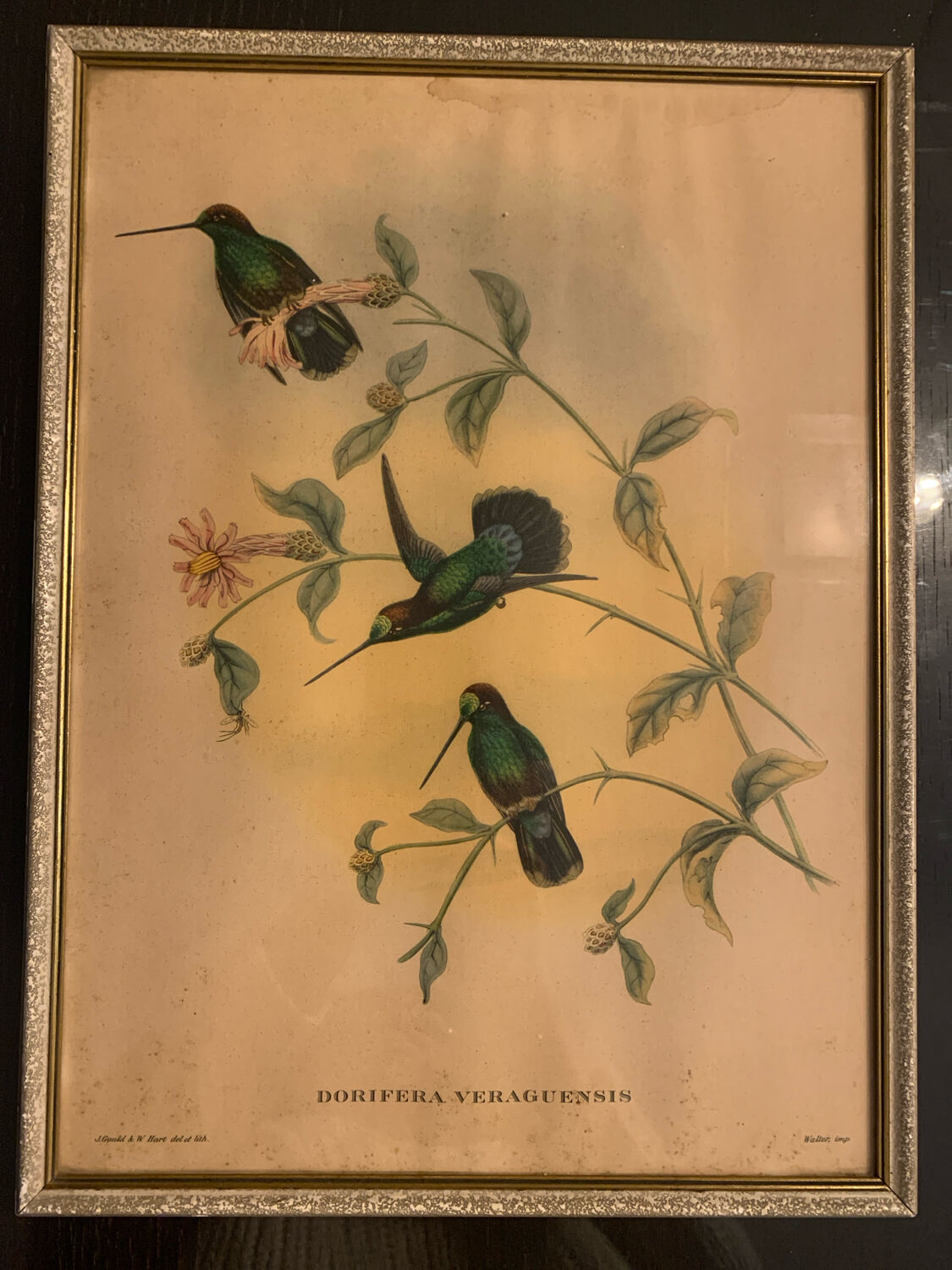 Lithograph J. Gould & HC Richter