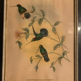 Lithograph J. Gould & HC Richter