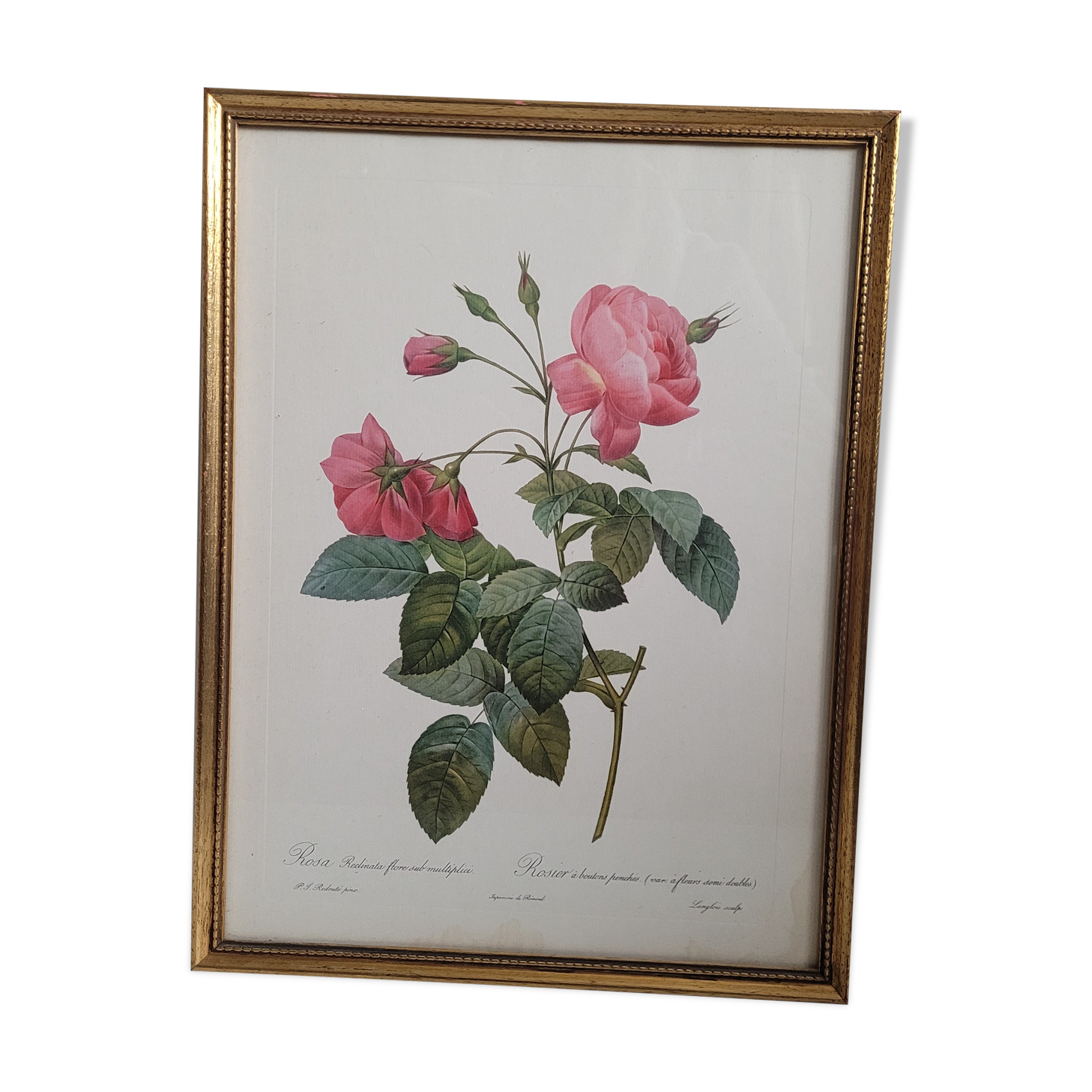 Lithograph frame rose semi double leaning buttons 43