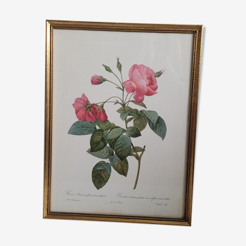 Lithograph frame rose semi double leaning buttons 43