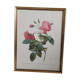 Lithograph frame rose semi double leaning buttons 43