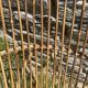 Adult rattan armchair