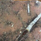 Erfoud stone coffee table with fossils