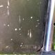 Pair of armchairs Costes signs Philippe Starck edition Aleph around 1980