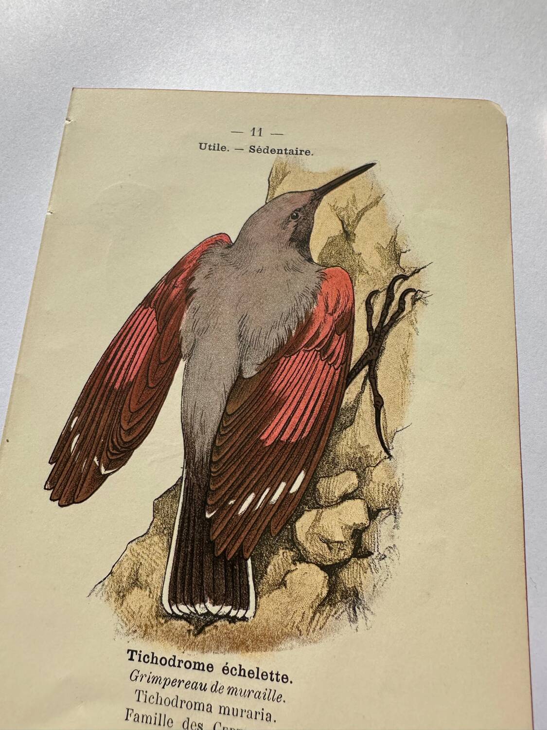 Lot 3 Botanical engravings birds double-sided naturalist board Etching