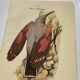 Lot 3 Botanical engravings birds double-sided naturalist board Etching