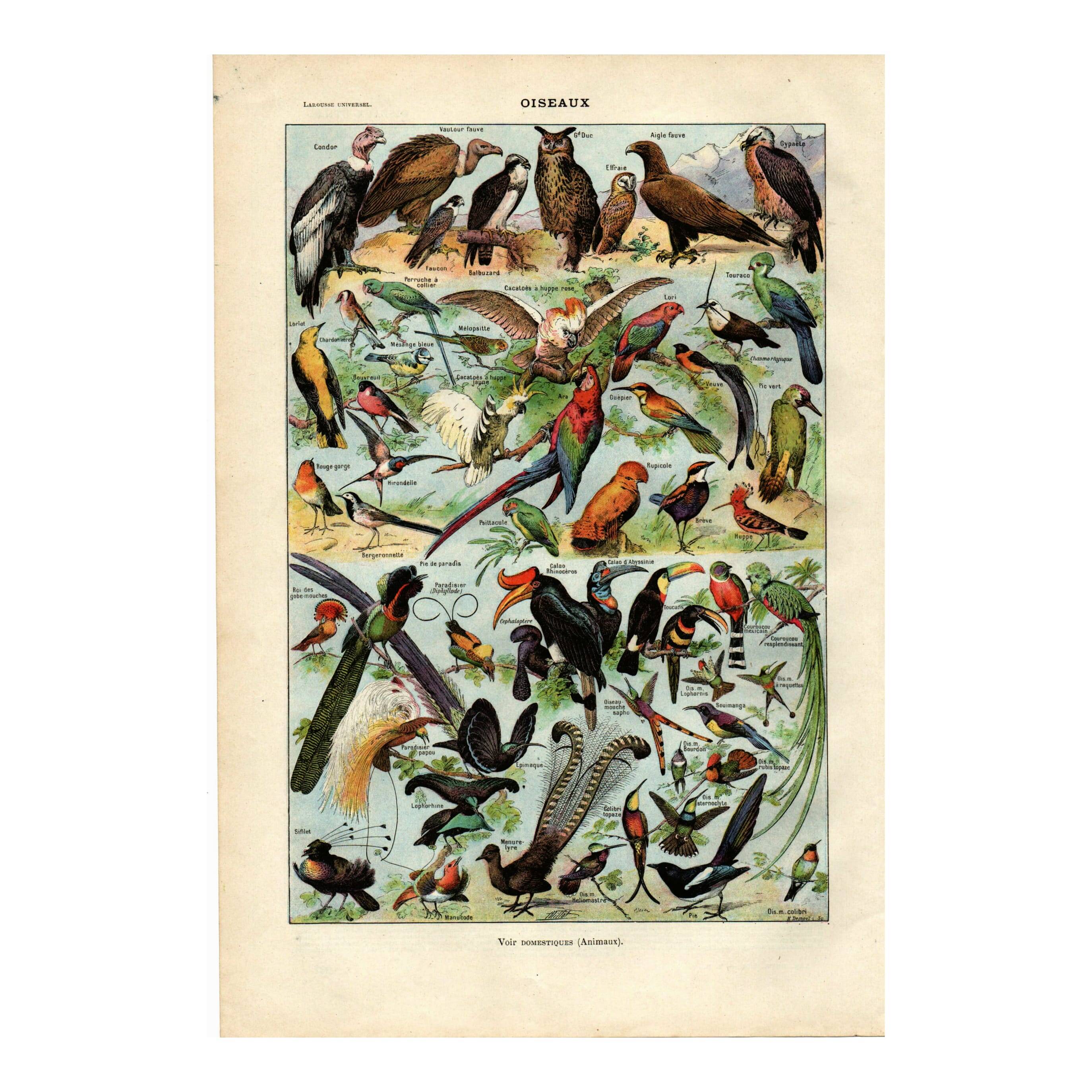 Old engraving from 1923 - Birds of the World by A. Millot - image plate