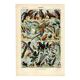 Old engraving from 1923 - Birds of the World by A. Millot - image plate