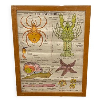 Planche/ carte / affiche scolaire / école/ pédagogique, les insectes / les invertébrés