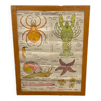 Board/card/school/school/educational poster, insects/invertebrates