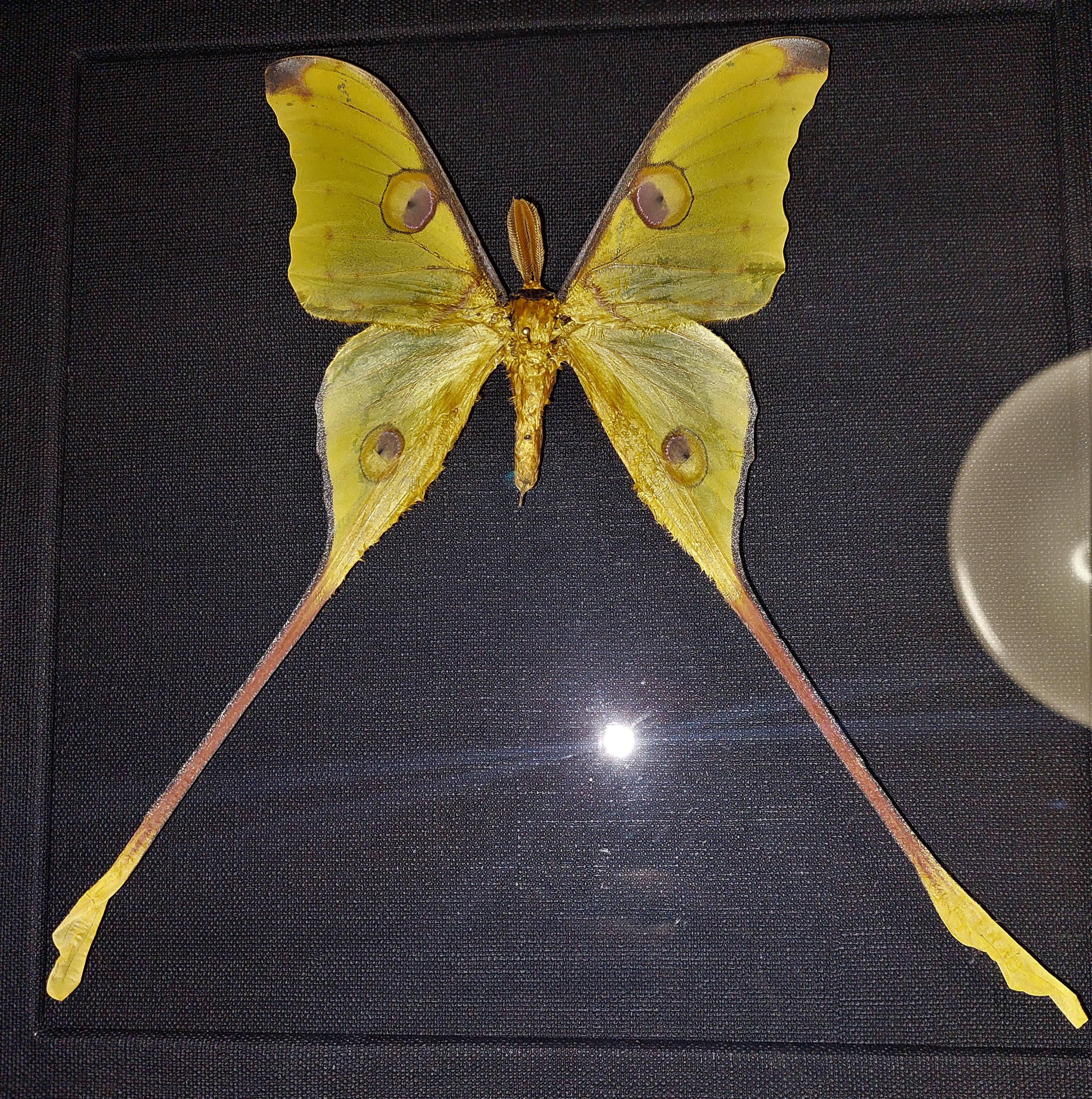Madagascar comet argema mittrei