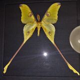 Madagascar comet argema mittrei