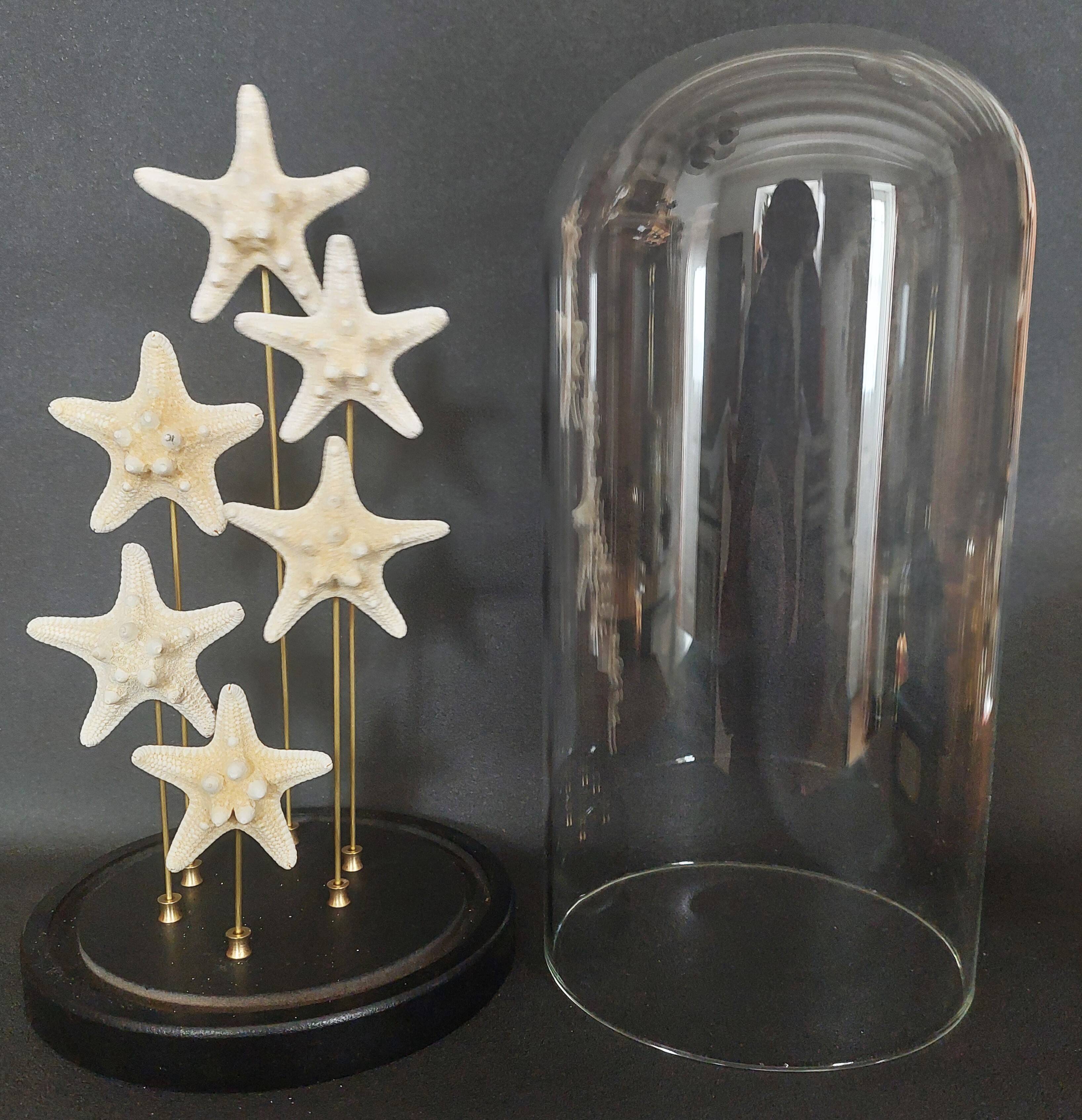 Cabinet de Curiosités globe aux étoiles de mer protoreaster nodosus