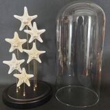 Cabinet of Curiosities globe with starfish protoreaster nodosus
