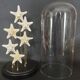 Cabinet de Curiosités globe aux étoiles de mer protoreaster nodosus