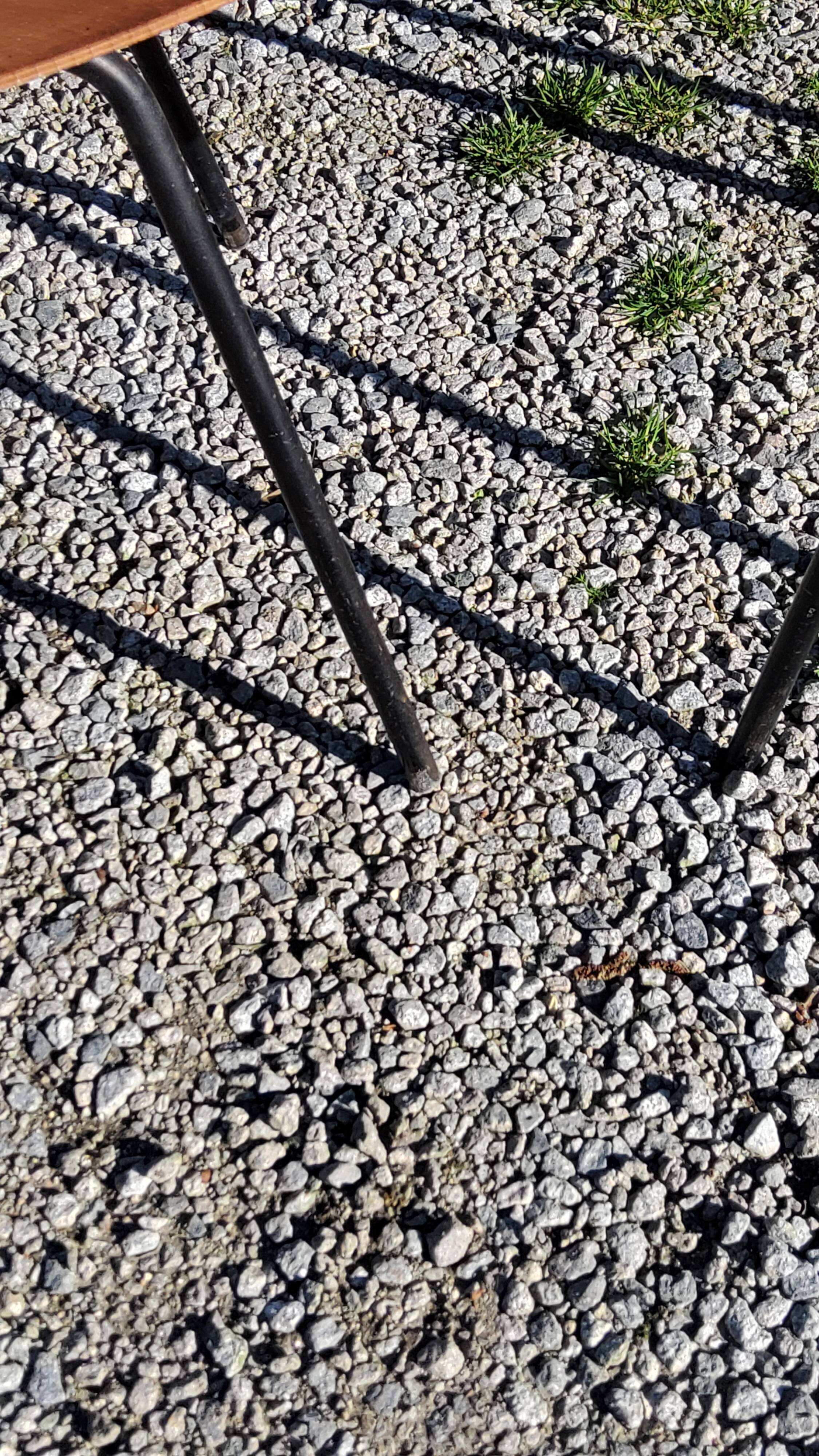 Pair of tonneau chairs by Pierre Guariche plywood base tubes 1954