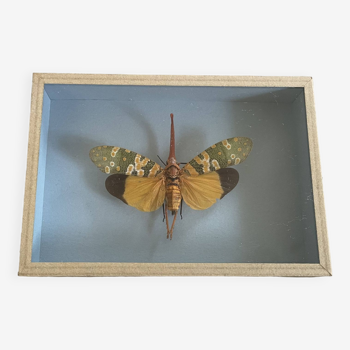 Butterfly, naturalized insect under glass