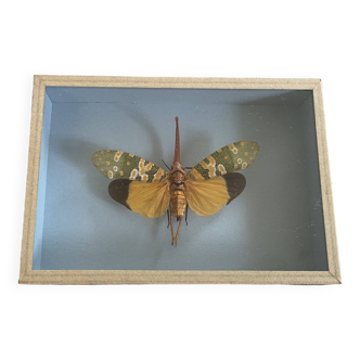 Papillon, insecte naturalisé sous verre