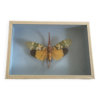 Butterfly, naturalized insect under glass