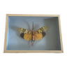 Butterfly, naturalized insect under glass