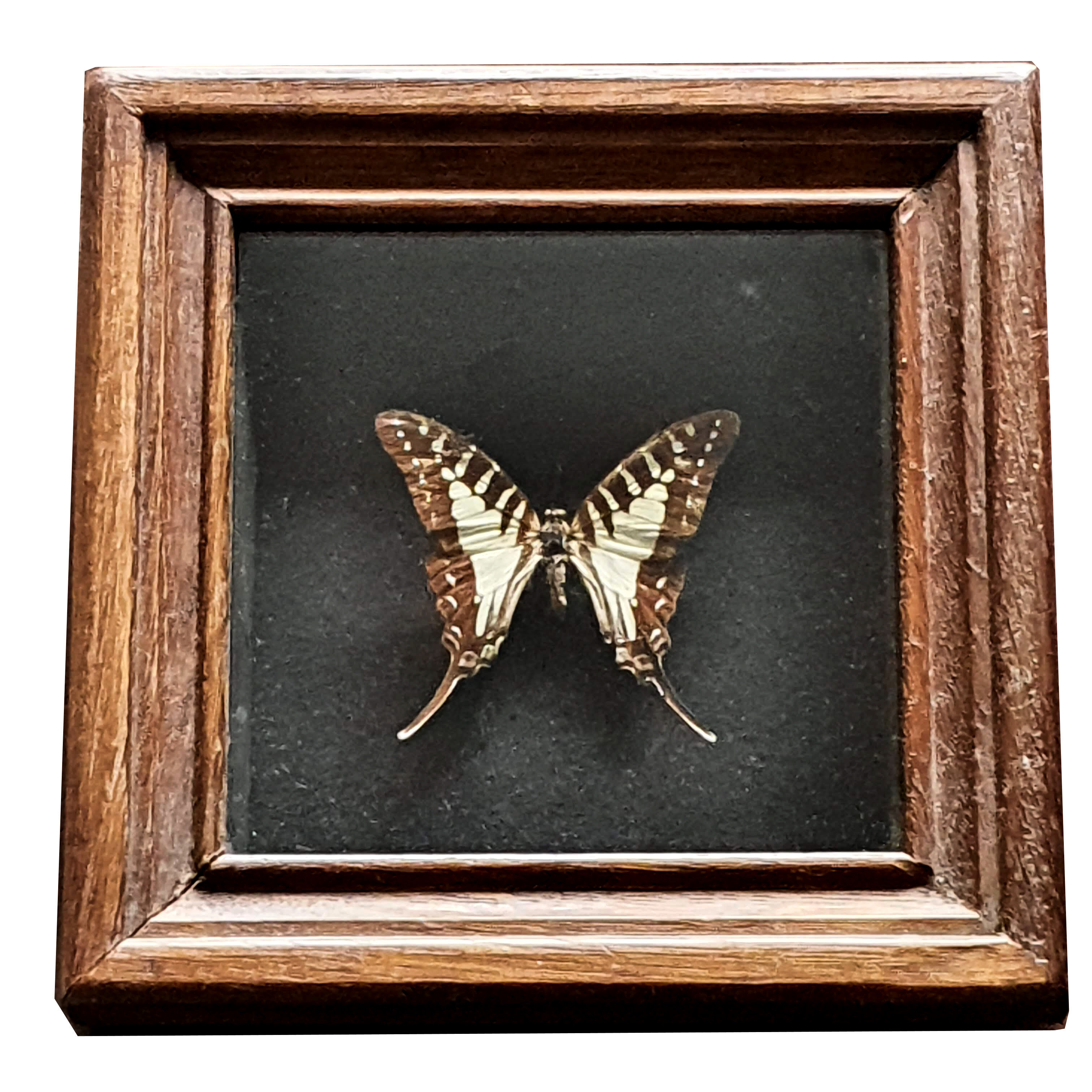 Naturalized butterfly