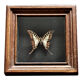 Naturalized butterfly