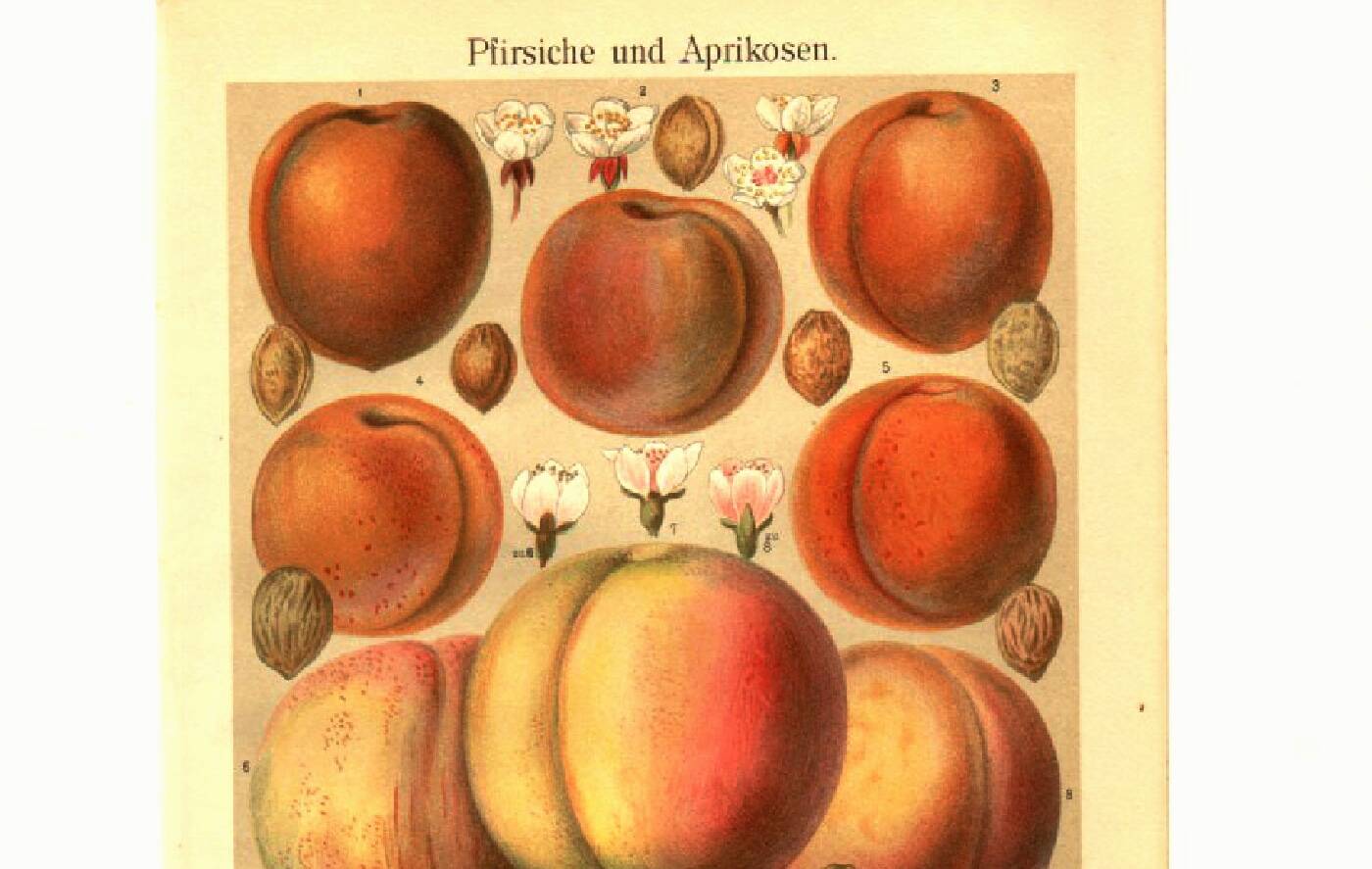 Botanical engraving from 1904 - Peaches and apricots - Orchard fruit plate