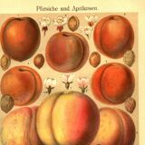 Botanical engraving from 1904 - Peaches and apricots - Orchard fruit plate