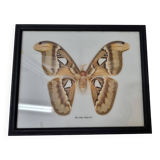 Naturalized female Atlas Moth butterfly