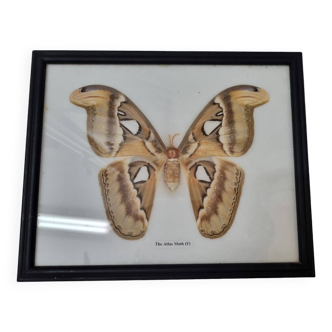 Papillon Atlas Moth femelle naturalisé