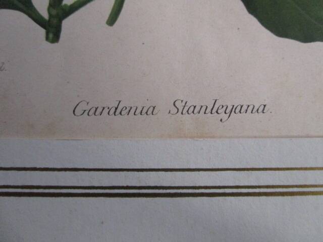 Old botanical engraving "gardenia"
