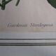 Old botanical engraving "gardenia"