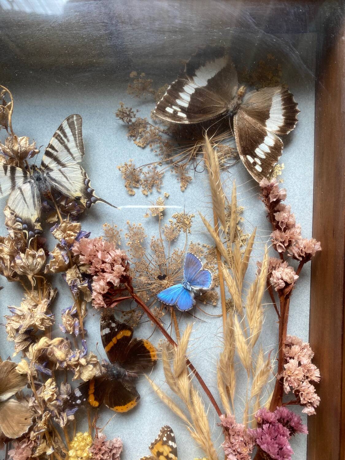 Vintage frame with butterflies and dried flowers