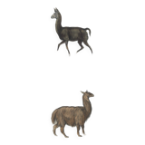 Ornithological Plate Buffon 1838 "Llama & Vicuña"