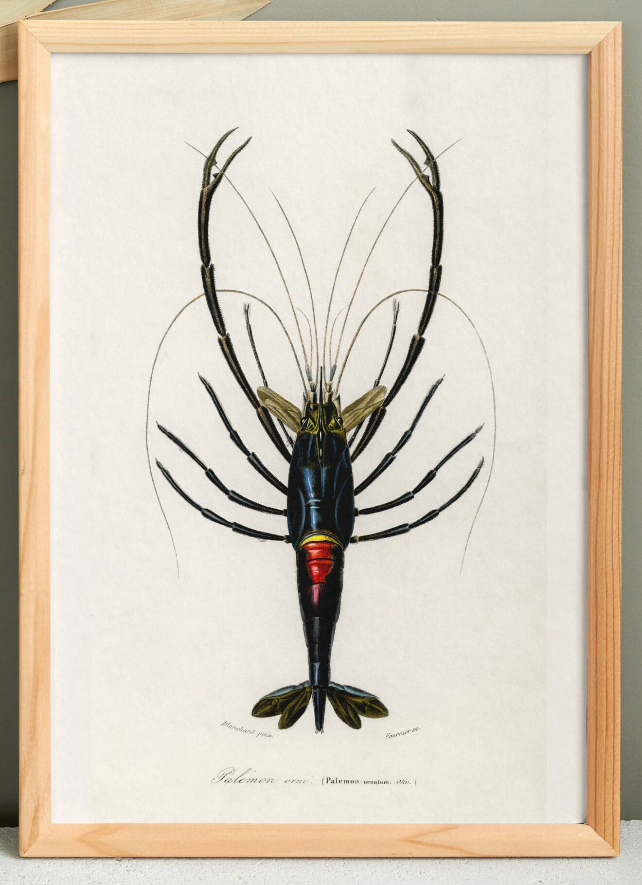 Affiche sur la crevette d'ornement, d’après une gravure ancienne de 1849.